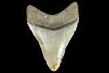 Fossil Megalodon Tooth - North Carolina #105013-2
